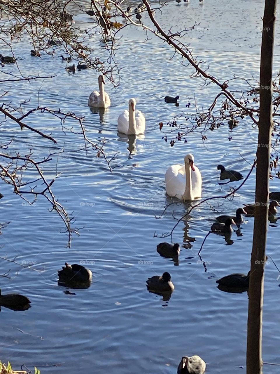 Schwäne mit Küken auf dem See, Zweige im Winter