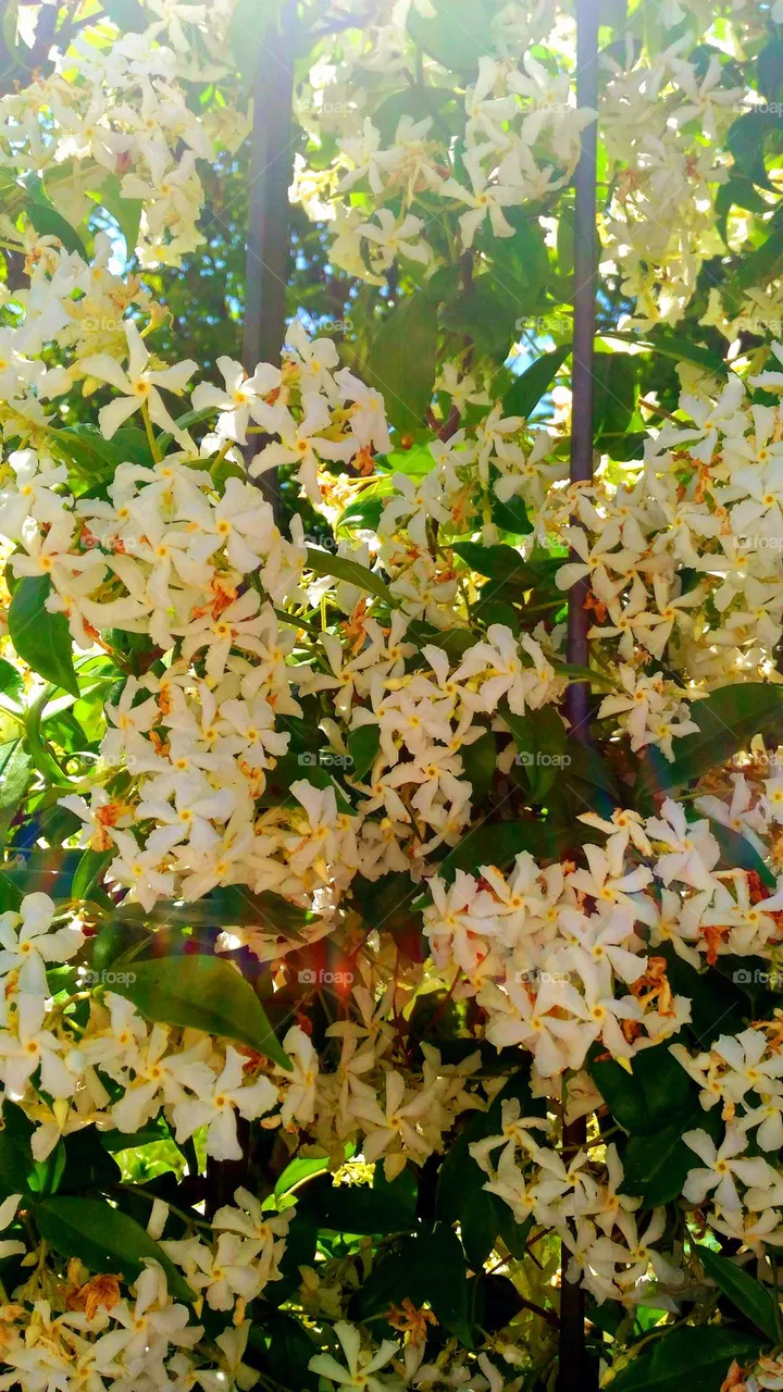 A bush of Trachelospermum jasminoides or star jasmine on the Italian island of Ischia