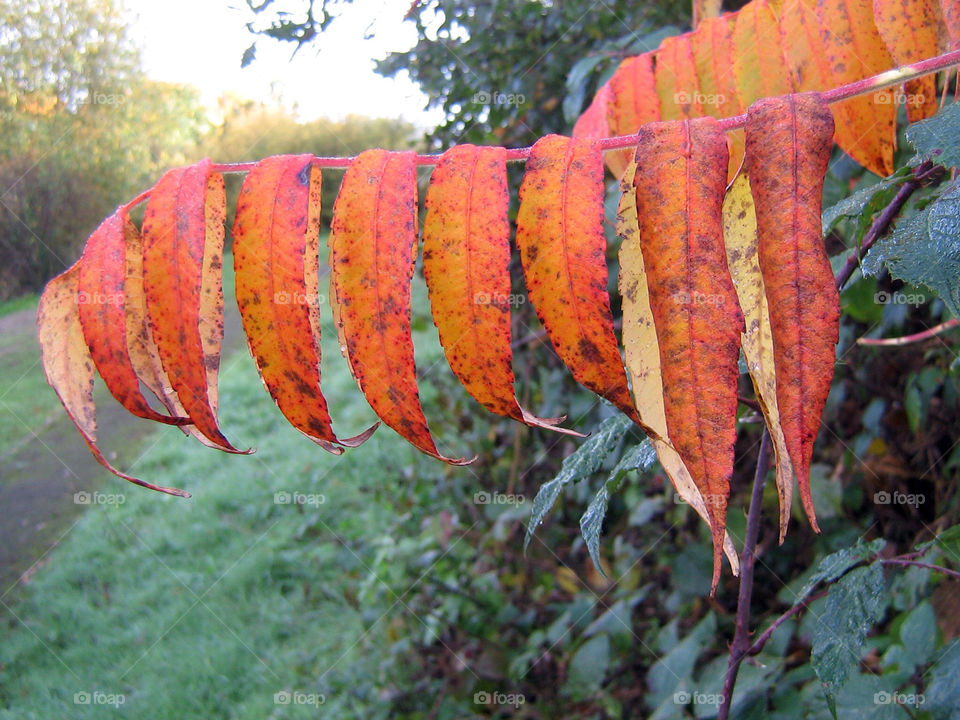 Fall, Leaf, Nature, No Person, Outdoors