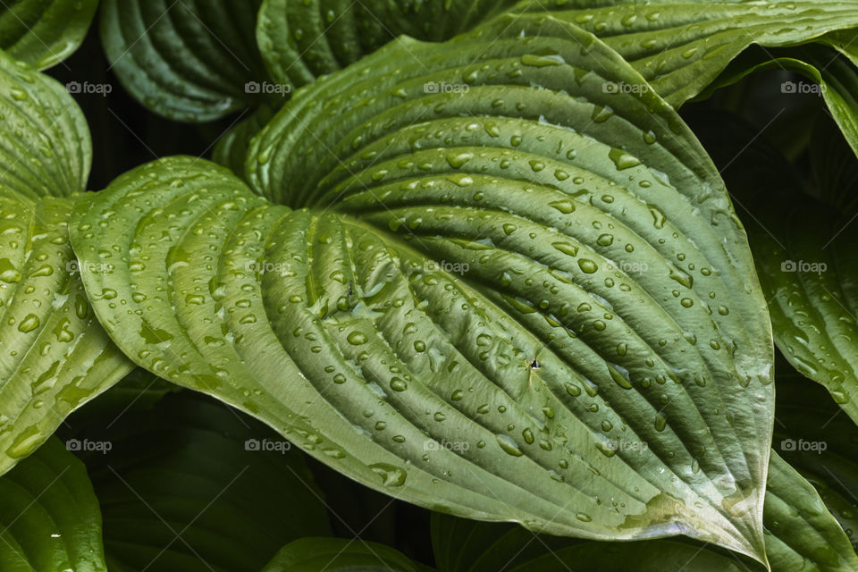 Rain drops on the green leaf in the garden