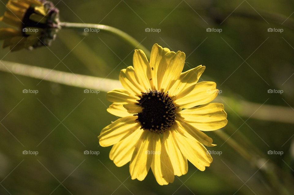 Yellow flower