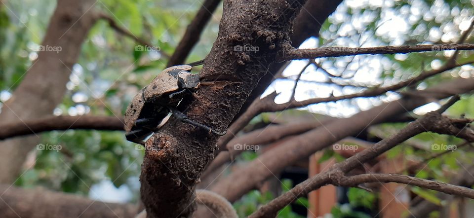 camaleón de la suerte sobre árbol en el campo de El Salvador