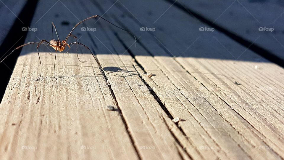 Long legs spider