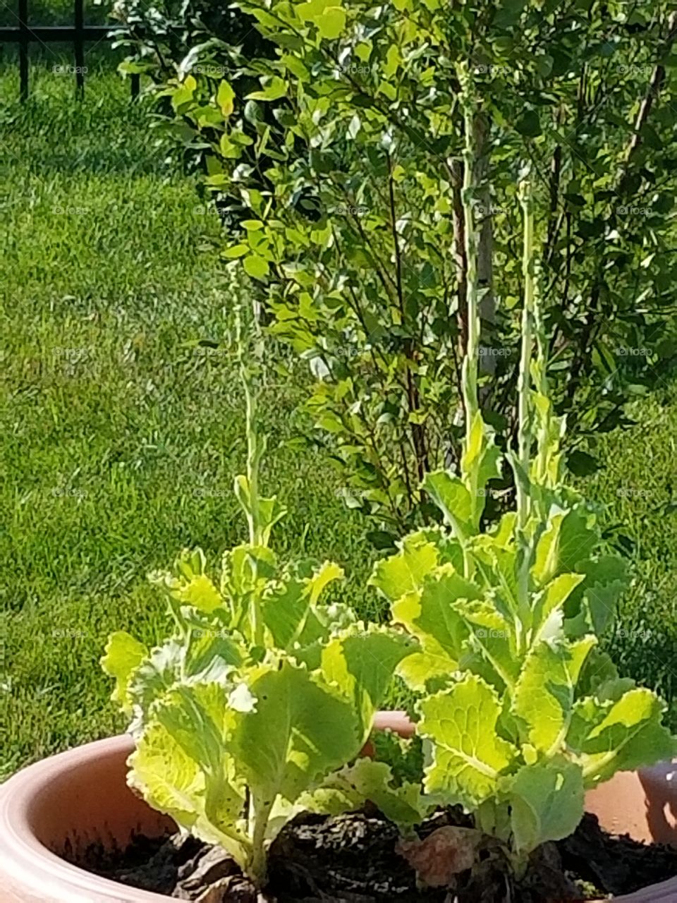 Lettuce that is starting to bloom