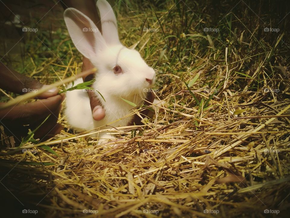 Easter, Rabbit, Nest, Bunny, Hay