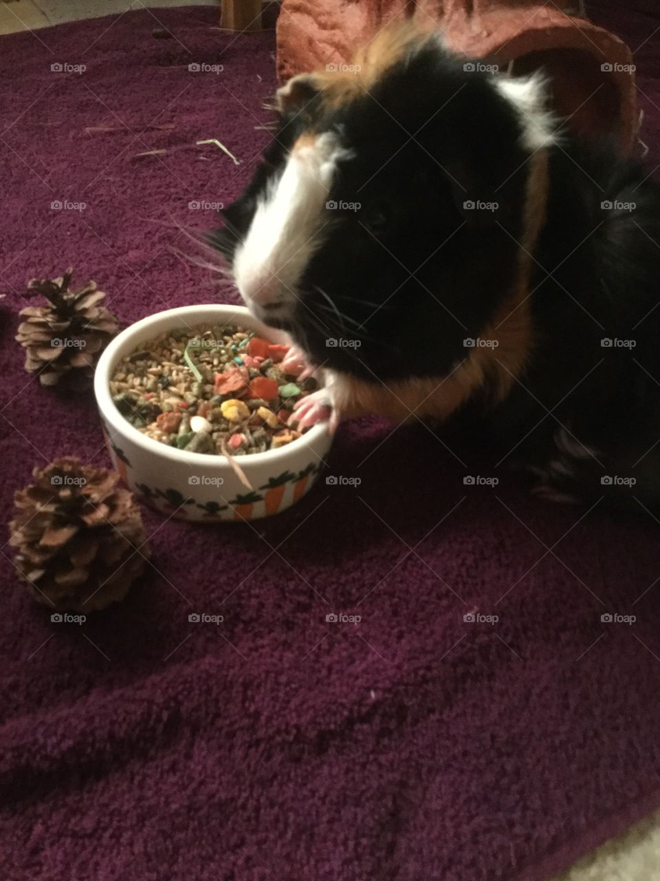 One, No Person, People, Food, Mammal