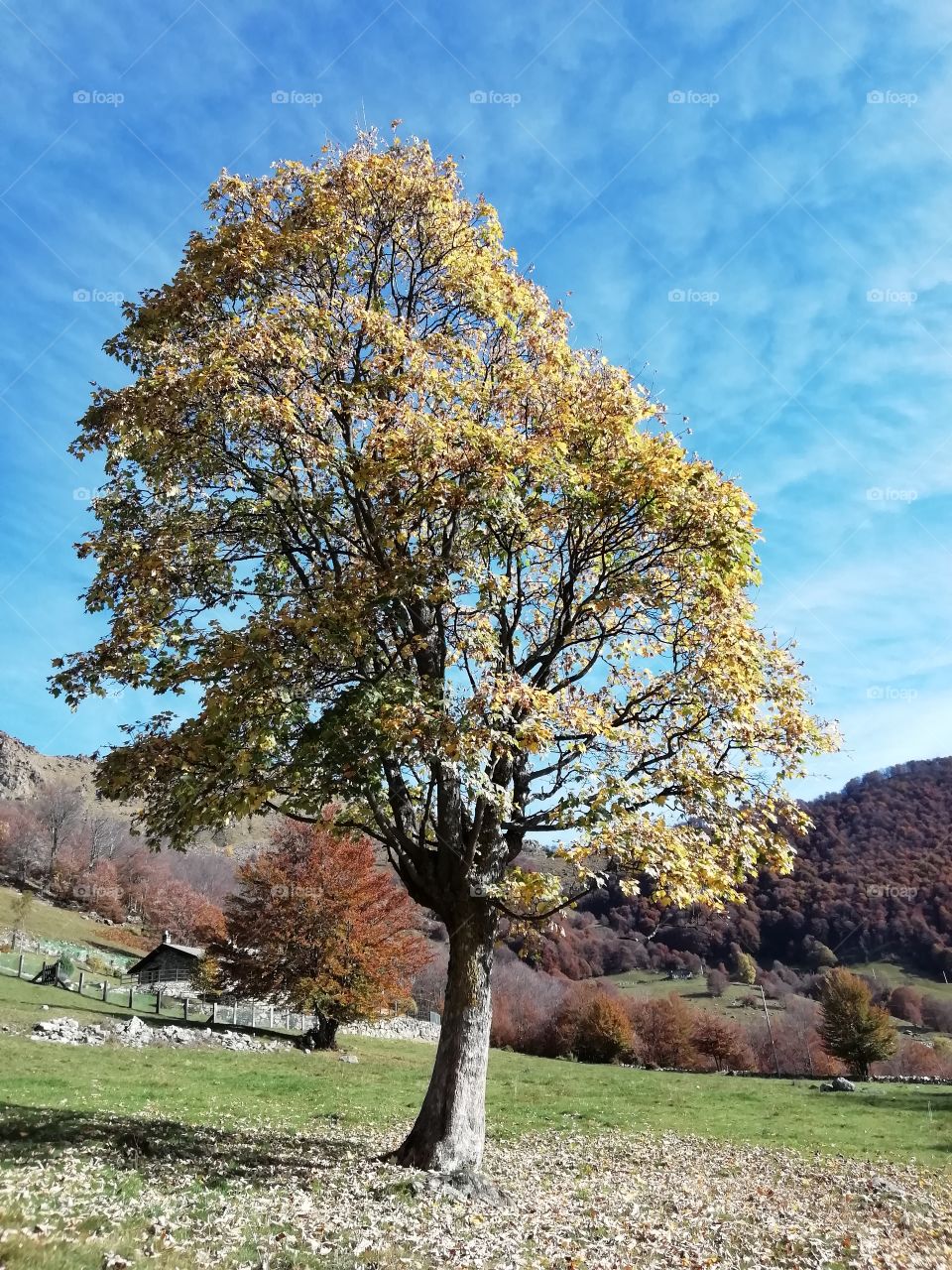 Autumn tree