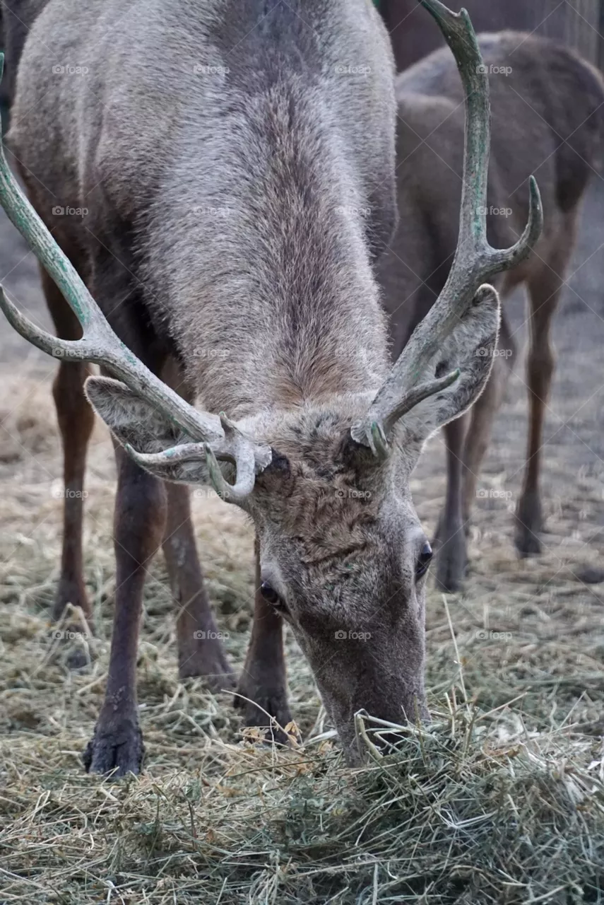 Deer 🦌