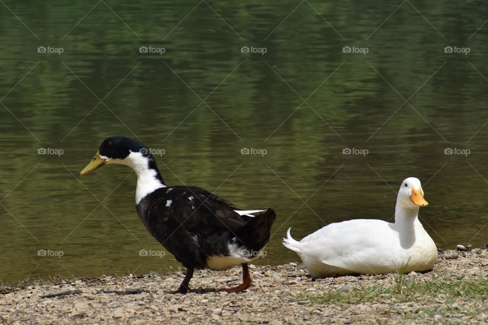 Domestic ducks near water lake