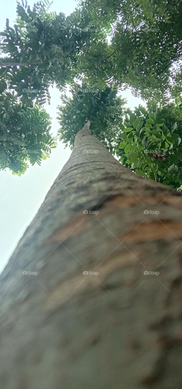 view of down to upside tree branch