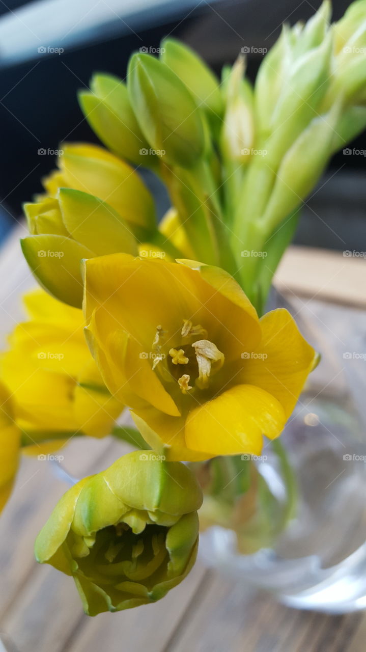 No Person, Nature, Flower, Easter, Leaf