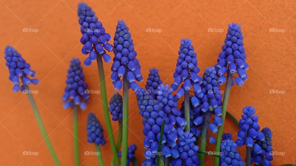 Viper's onion, or Mouse hyacinth, or Muscari (Latin: Muscari) is a genus of bulbous plants that form the Asparagus family (Asparagaceae), and could previously have been included in the Hyacinthaceae or Liliaceae family.