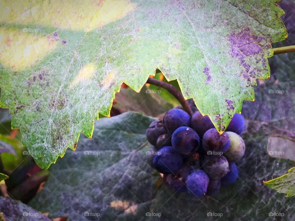 Purple grapes 
