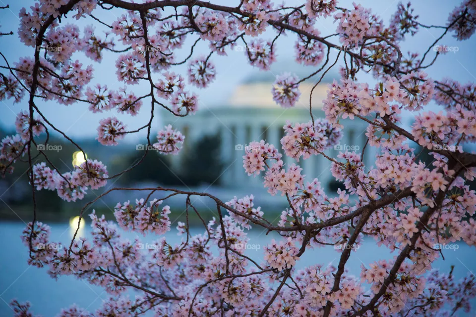 Cherry, Tree, Flower, Branch, Season