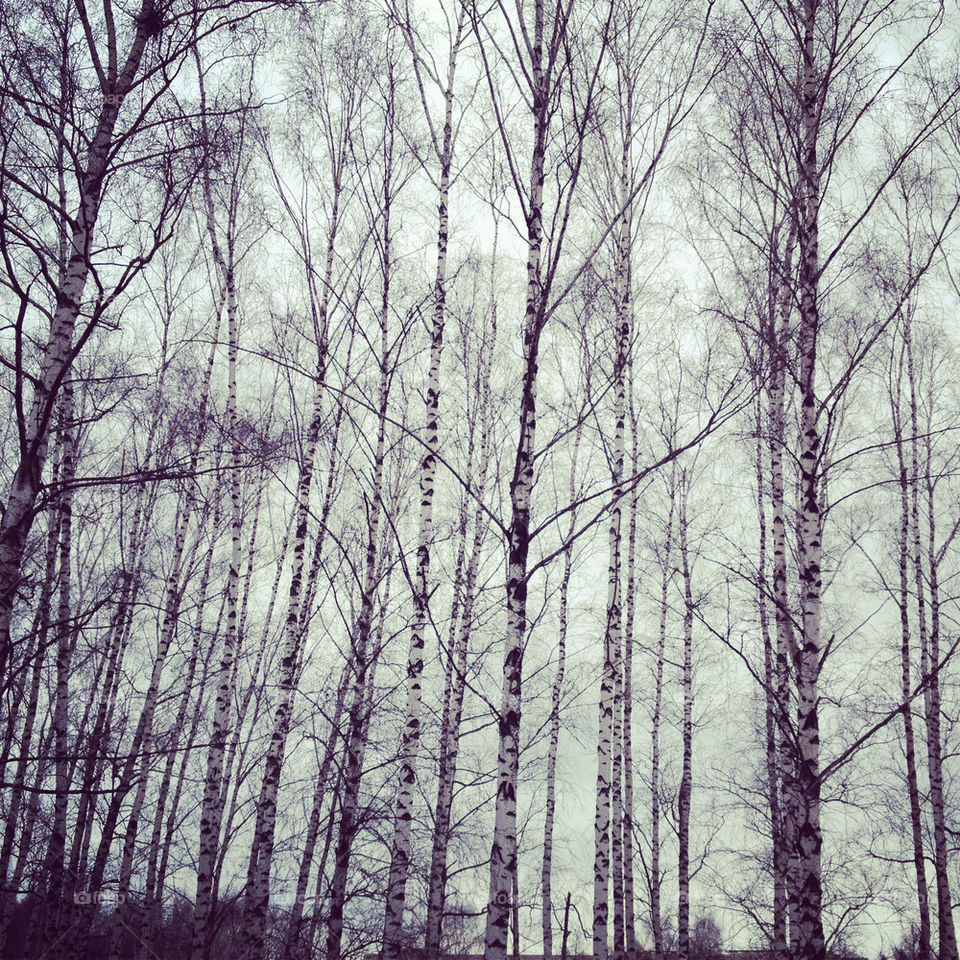 winter deoyevya birch