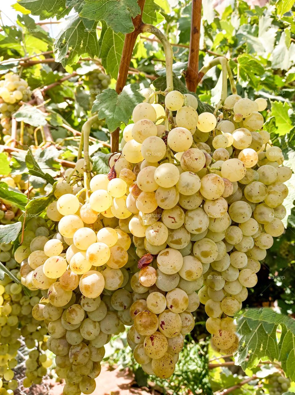 Bunches of grapes