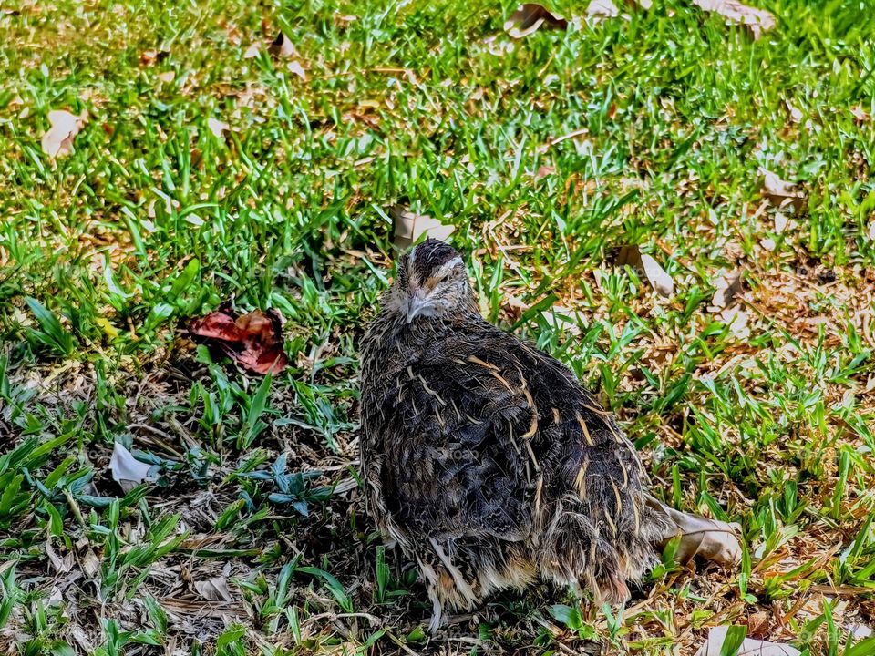 Quail bird in the grasses.