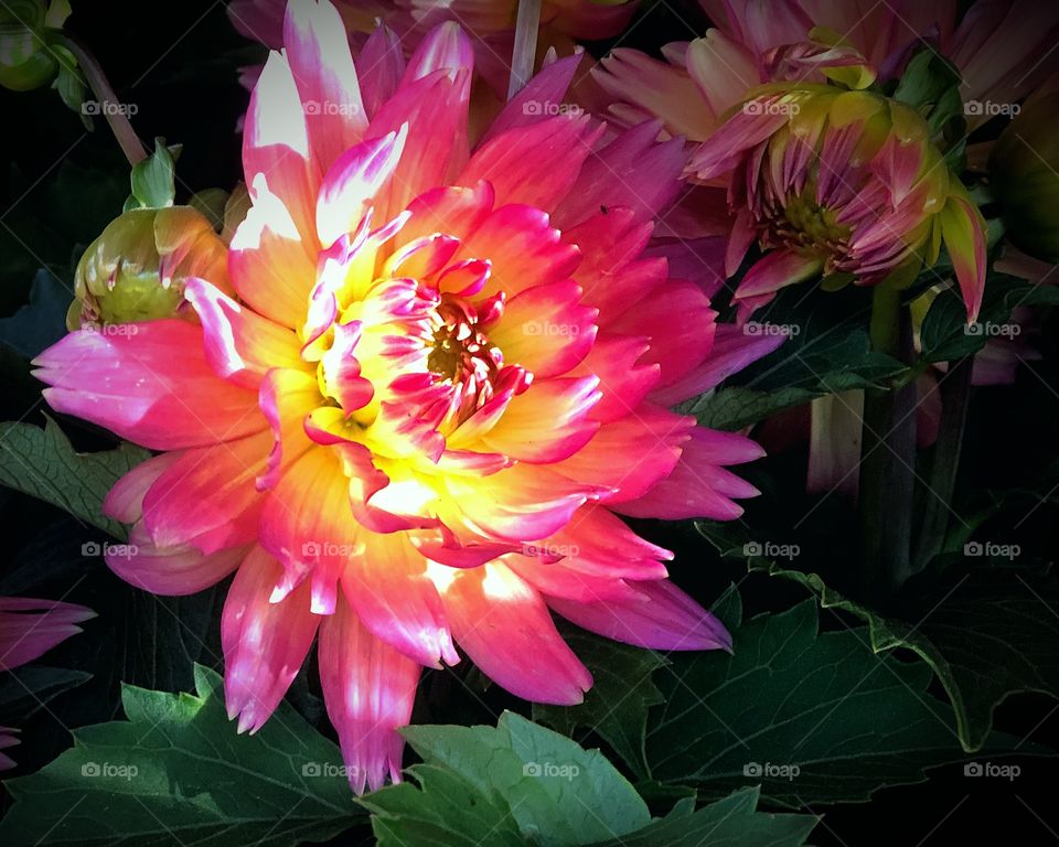 Sunlit dahlia