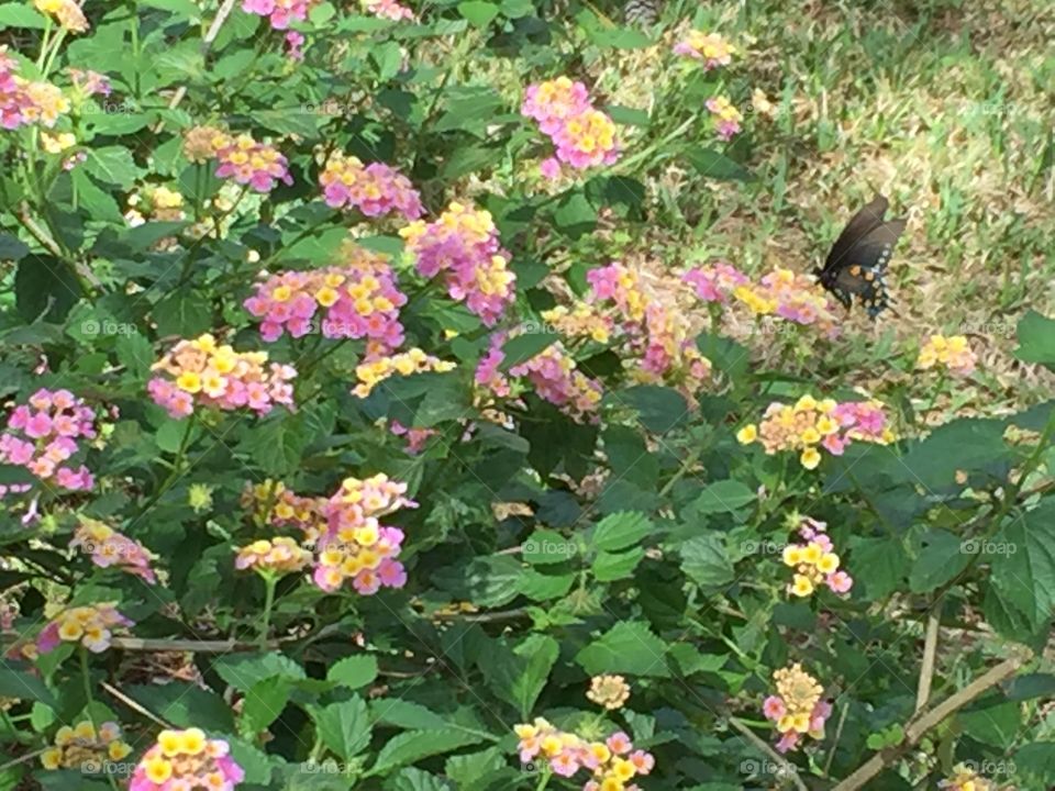 Lantana