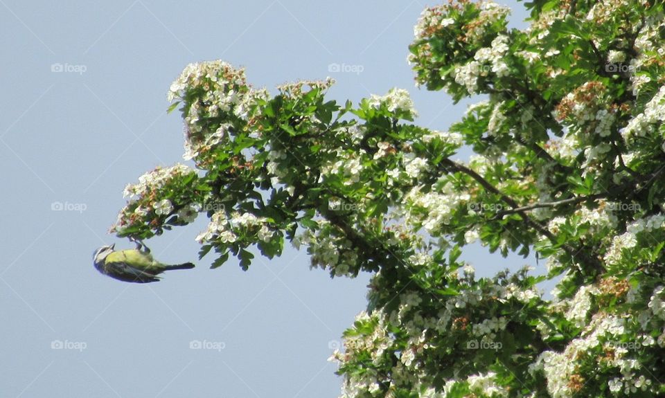 Blue Tit perched upside down on blossom tree. Eating insects