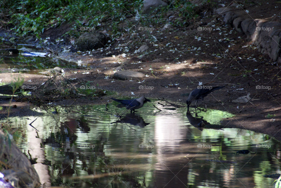 Two crown drinking water from a silvery green pond.