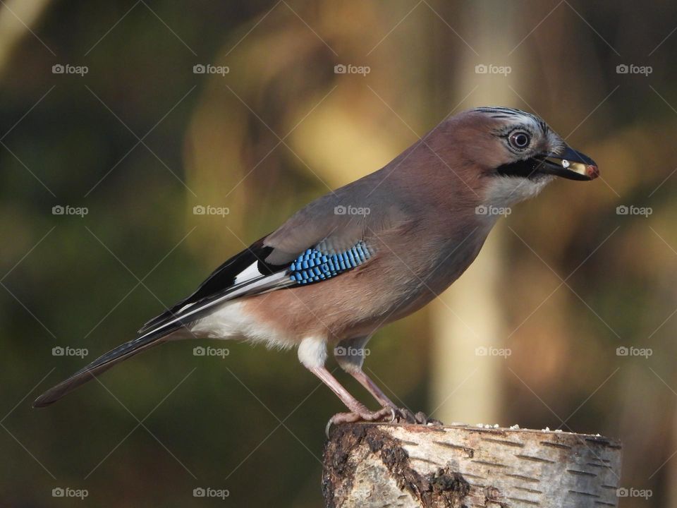 A Jay on a tree stump 