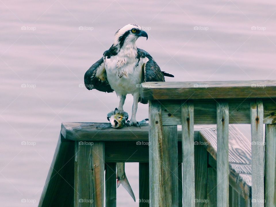 An Osprey bird and his prized catch! Taken in Florida during the Spring when the birds are searching for food for their babies.