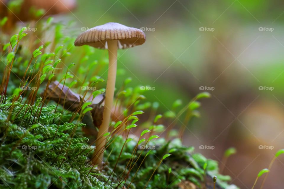 Mushrooms between grass in the forest