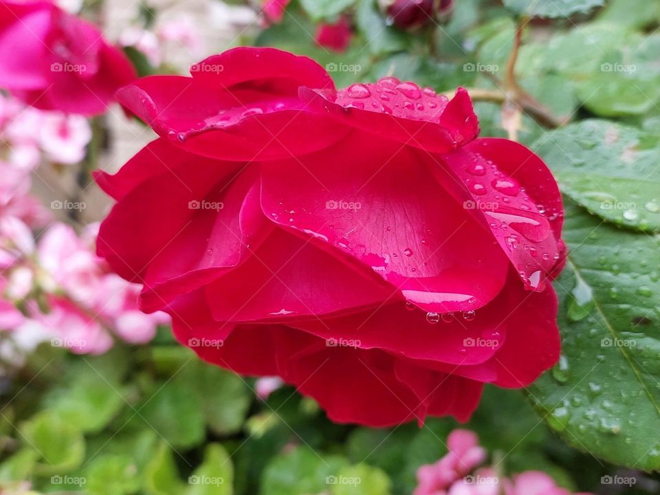 raindrop rose