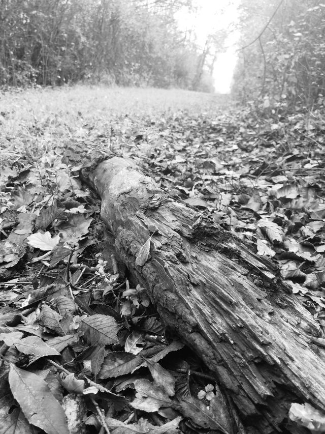 Abandoned trunk