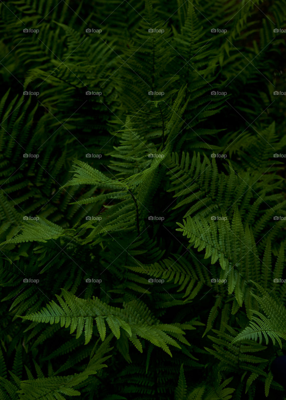 Fern green leaves in dark tones. Selective focus. 