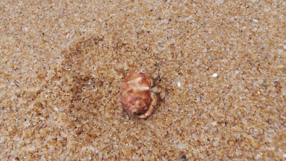 Seaside creature