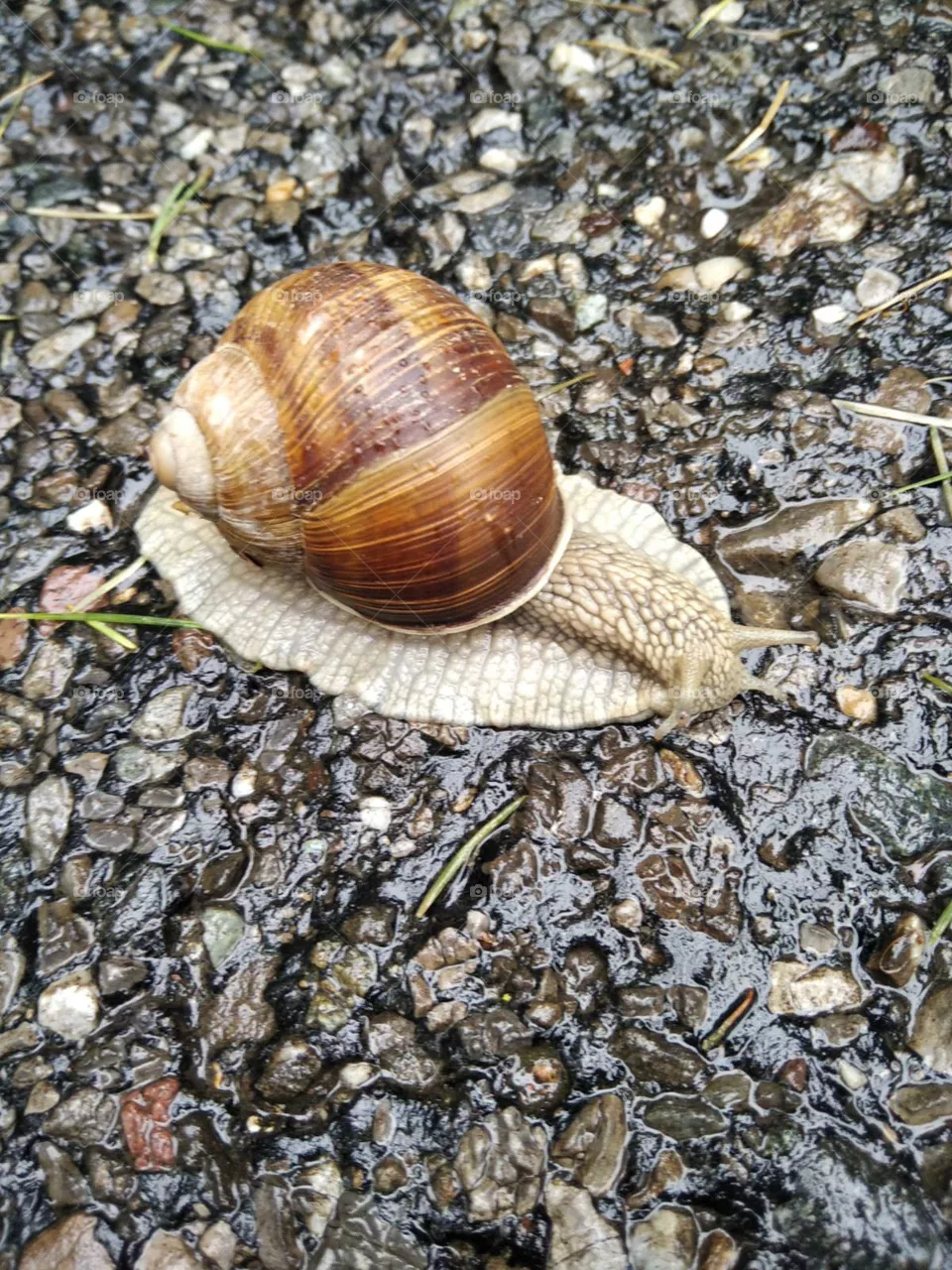 Schnecke
