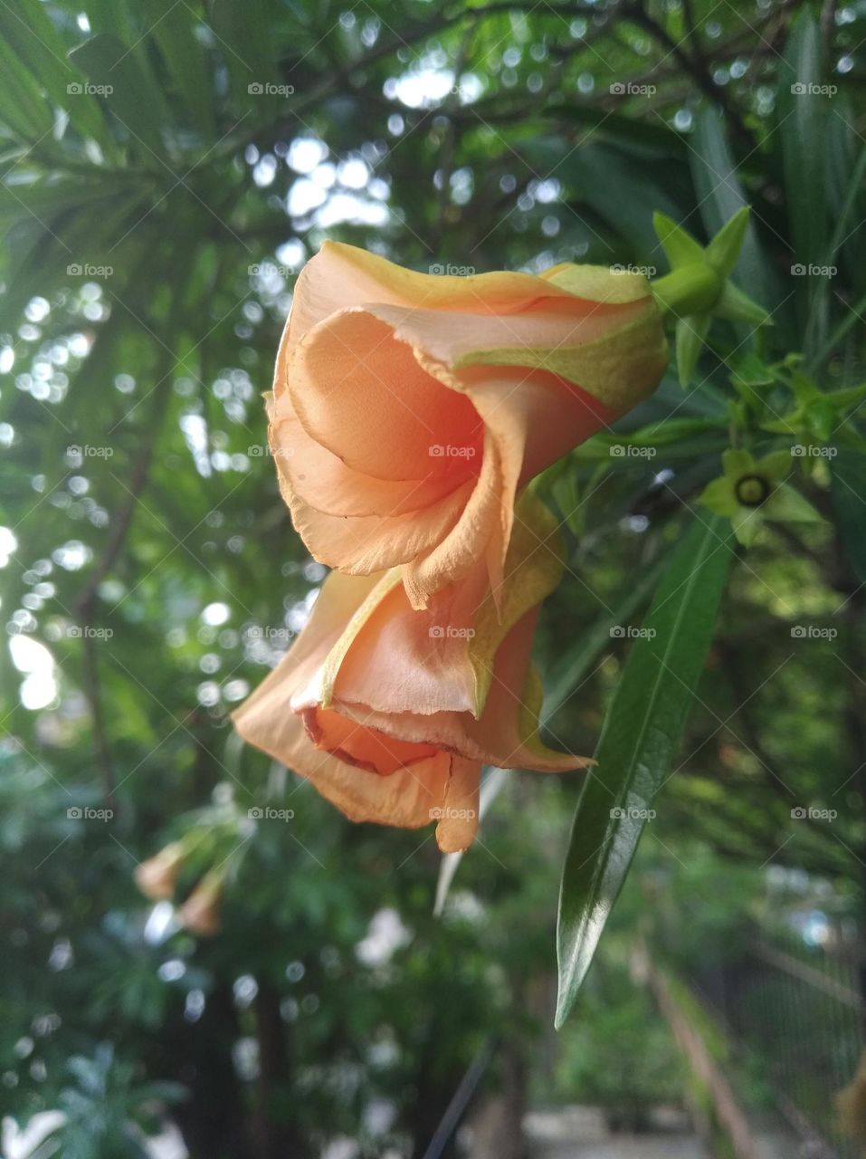 orange colour flowers seasonal fresh shurb small size looks very beautiful generally found everywhere