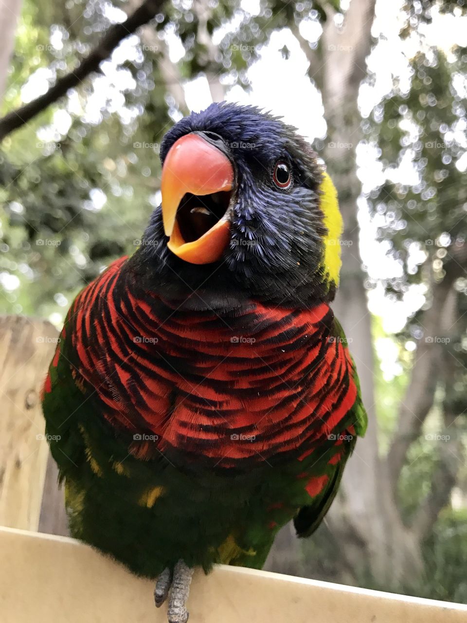 Close-up of a parrot perching on the wall