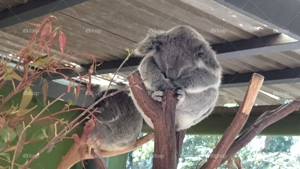 Koala. Sleeping koala in the Sydney zoo