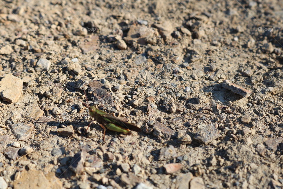 Cute grasshopper on a dirt road