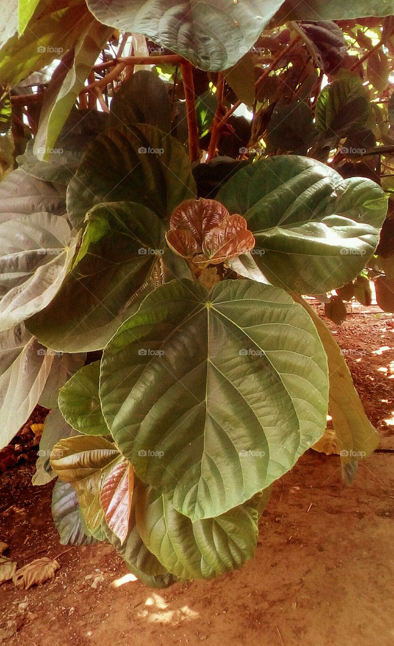 Tropical exotic large big green gorgeous
bouquet of Ficus tree leaves in closeup
in sunny day of july