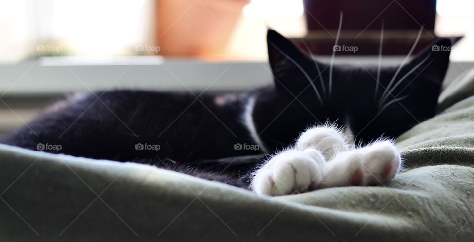 Cat seeping on sofa back 