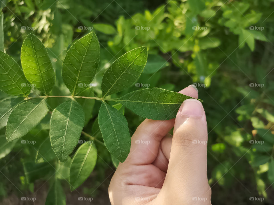 Green leaves with sunlight are the warmest thing to see in summer 🌿.