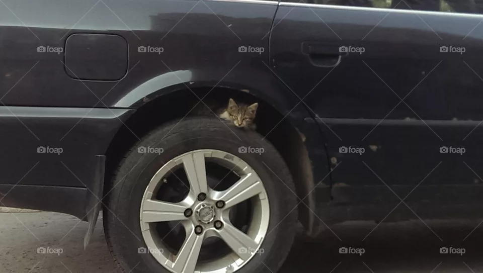 cat