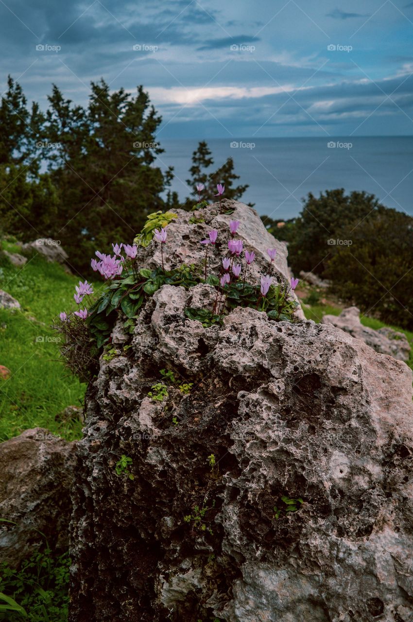 Flower growing on the rock.