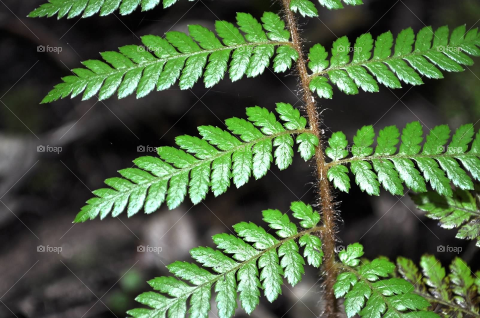 green nature plant fern by micheled312