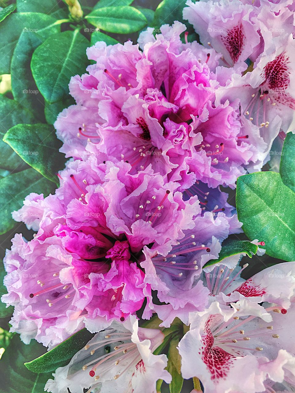 The rhododendrons bloomed. May in Hamburg