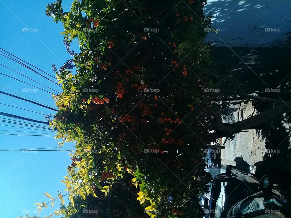 miracle of nature always in our favor