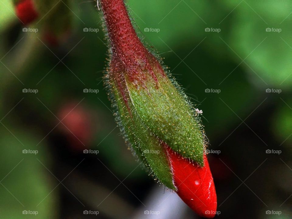 Macro photo of flower growing in the garden