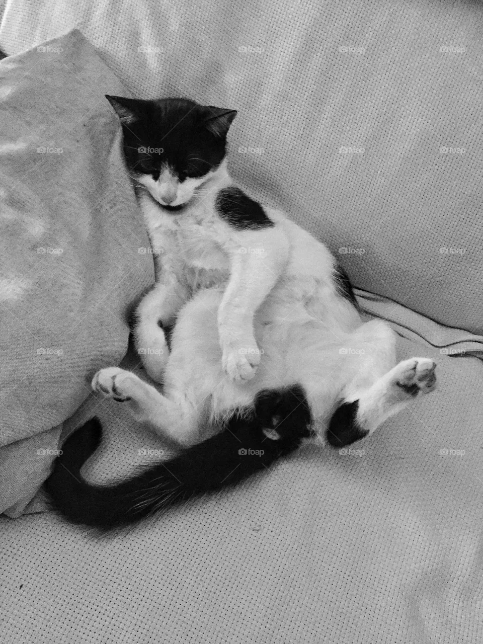 Cat, Portrait, Mammal, Bed, Sleep