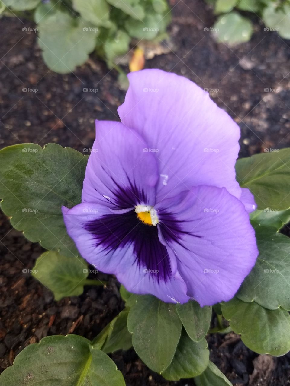 violet flower