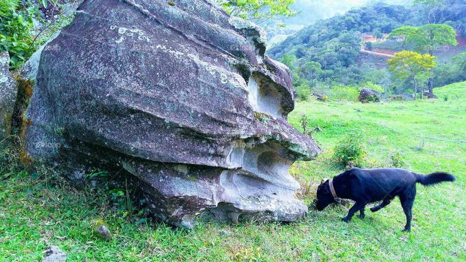 cão farejando na pedra estranha