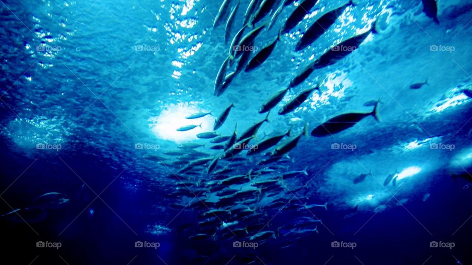 School of fish under the sea